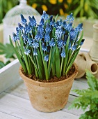 Grape hyacinths in terracotta pot