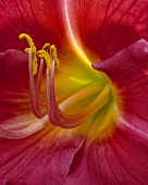 Blick in Blütenkelch einer roten Taglilie