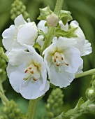 weiße Blüten der Königskerze (lat. Verbascum White Domino)
