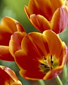 Orange tulips, variety 'World's Favourite'