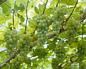 Green table grapes on the vine