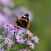 Butterfly on Michaelmas daisies