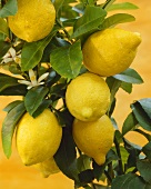 Citrus limon (lemon tree)