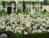 Weiß blühender Rosenstrauch im Vorgarten eines herrschaftlichen Hauses, im Hintergrund Buchsbaumkegel