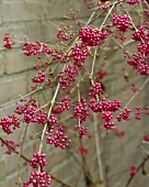 Beauty berry (Callicarpa bodinieri var. giraldii)
