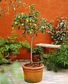Small kumquat tree in pot