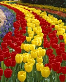 Field of red and yellow tulips (Tulipa 'Apeldoorn')