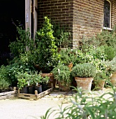 Küchenkräuter im Blumentopf