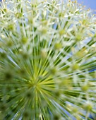 Riesenlauchblüte (Allium giganteum)