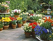 Gartendekoration mit Frühlingsblumen