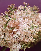 Hyacinth lilac (Syringa hyacinthiflora)