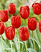 Rote 'Arie Hoek' Tulpen