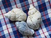 Three snail shells