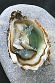 Oyster (from Marennes d'Oléron, France)
