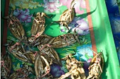 Giant water bugs (Lethocerus Indicus, malaeng da na) on a market stall in Thailand