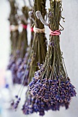 Lavendel zum Trocknen aufgehängt