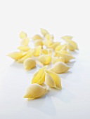 Pasta shells