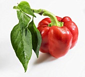 Red pepper with stalk and leaves