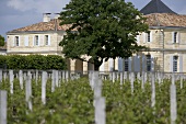 Vineyards with Château du Tertre in background, Bordeaux