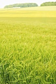 A field of unripe winter barley