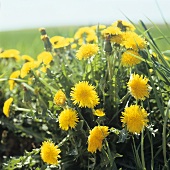 Flowering dandelions in a field