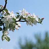 Apple blossom on branch (variety: Rheinischer Krummstiel)