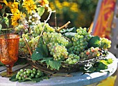 Grapes in wrought iron basket out of doors