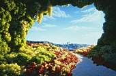 Food landscape made with berries, grapes and lettuce