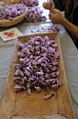 Saffron stigmas being picked from the flowers by hand
