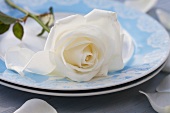 A place setting with a white rose