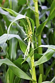 A corn plant in a field