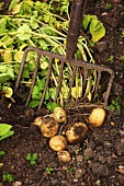 Picking potatoes, Sweden