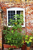 A window of an English country house