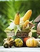 An autumnal display of corn cobs and decorative pumpkins