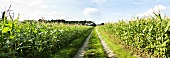 A path through a corn field