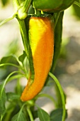 Bio-Paprika der Sorte 'Oranos'
