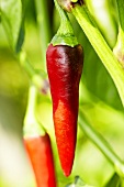 Bio-Peperoni der Sorte 'De Cayenne'