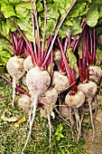 Beetroot