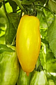 Bio-Tomaten der Sorte 'Banana Legs'