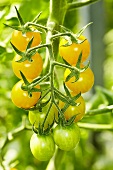 'Cerise yellow' organic tomatoes