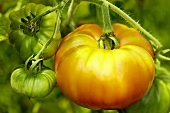 Bio-Tomaten der Sorte 'German Gold'