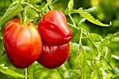 'Beefsteak' organic tomatoes