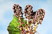 Gewöhnliche Pestwurz (Petasites hybridus) mit Blüten