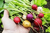 A hand holding various radishes