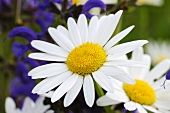 Marguerites