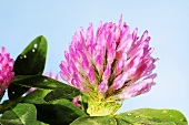 Blossoming red clover
