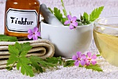 Herb robert (geranium robertianum) for tincture and tea