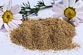 Mountain atlas daisy (anacyslus pyrethrum), powder and flowers