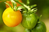 Bio-Tomaten der Sorte 'Schönhagener Frühe'