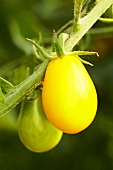 'Yellow Submarine' organic tomatoes
